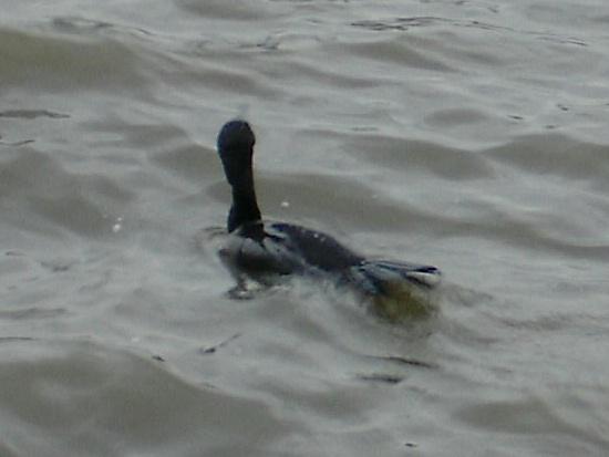 Select this image to see a larger version. A cormorant on the Thames