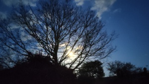 March.
A full moon stuck in a tree. 24/3/2024 Select this image to see a larger version. 