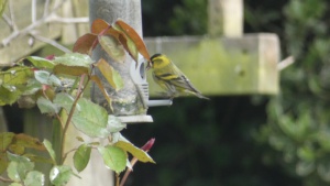 April.
Siskin at the black sunflower seeds. 2/4/2024 Select this image to see a larger version. 
