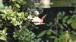 May.
Lesser-spotted woodpecker in my garden. 8/5/2024 Select this image to see a larger version. 