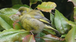 June.
Juvenile greenfinch outside my window, 6/6/2024 Select this image to see a larger version. 