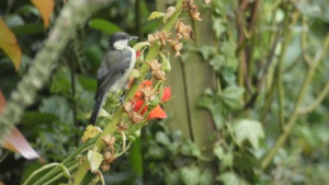 July.
A juvenile great tit or a willow tit? Eating seeds on a foxglove stem in my garden, 12/7/2024 Select this image to see a larger version. 