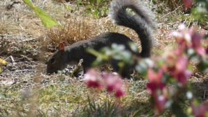 August.
A grey squirrel in my garden, 13/8/2024 Select this image to see a larger version. 
