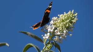 September.
A red admiral butterfly feeding on buddleia in my garden  Select this image to see a larger version. 