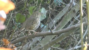 Cover and January: a Song Thrush in my garden.&nbsp;Select this image to see a larger version. 