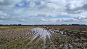 February: a view from Cross Lane, Butterwick. The row of trees in the distance delineate Roman Bank, an old flood defence.&nbsp;Select this image to see a larger version. 