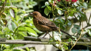 May: A female Blackbird&nbsp;Select this image to see a larger version. 