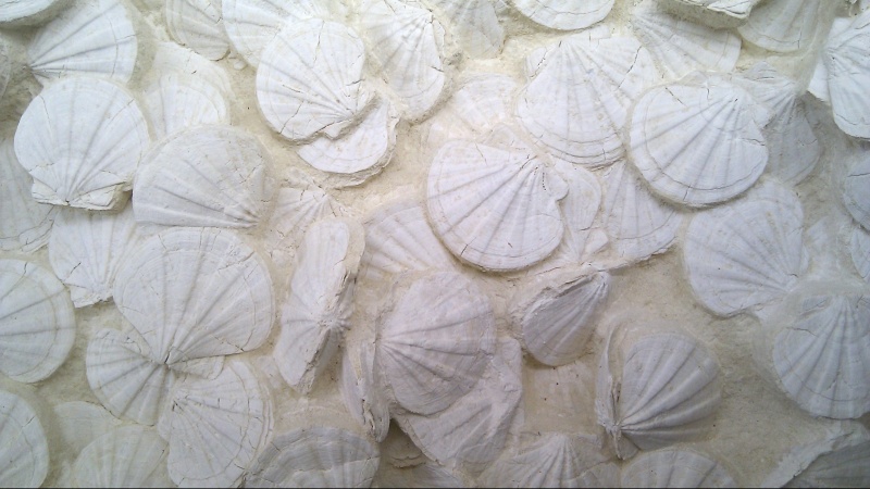 Select this image to see a larger version. Fossilised Scallops the size of dinner-plates.