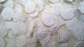 Fossilised Scallops the size of dinner-plates. Select this image to see a larger version. 