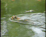  Tiger Swimming at Houston Zoo - more on YouTube